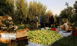 سالانه ۶.۶ میلیون تن محصولات کشاورزی در آذربایجان‌غربی تولید می‌شود