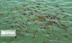 ۵۱ هزار قطعه بچه ماهی تیلاپیا در خراسان جنوبی رهاسازی شد