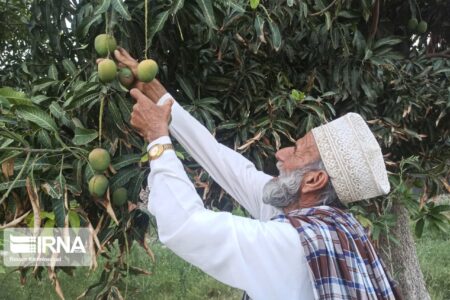 برداشت انبه در جنوب سیستان و بلوچستان